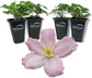 Clematis Montana Elizabeth - Live Starter Plants in 2 Inch Growers Pots - Starter Plants Ready for The Garden - Rare Clematis for Collectors