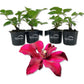 Clematis Huvi - Live Starter Plants in 2 Inch Growers Pots - Starter Plants Ready for The Garden - Beautiful Scarlet Flowering Vine