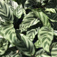 Calathea Freddie - Live Plants in 4 Inch Growers Pots - Calathea Concinna &