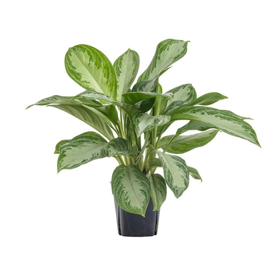 Aglaonema Silverbay - Live Plants in 4 Inch Growers Pot - Rare and Elegant Indoor Houseplants