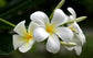 Plumeria Tree - Frangipani - Live Plants in 3 Gallon Grower&