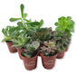 Succulent Variety Pack - 10 Live Starter Plants in 2 Inch Pots - Grower&