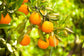 Cara Cara Navel Orange Tree - Live Plants in 1 Gallon Pots - Florida Only - Cannot Ship Out of Florida - Beautiful Fruit Tree for Patio and Garden