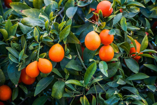 Rangpur Lime Tree - Live Plants in 1 Gallon Pots - Florida Only - Citrus Aurantiifolia - Cannot Ship Out of Florida - Beautiful Fruit Tree for Patio and Garden