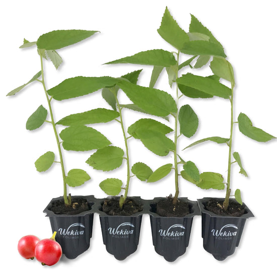 Jamaican Cherry Tree - Strawberry Tree - 4 Live Starter Plants in 2 Inch Grower&