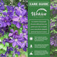 Clematis Jackmanii Superba - Live Starter Plants in 2 Inch Growers Pots - Starter Plants Ready for The Garden - Beautiful Violet Purple Flowering Vine