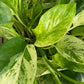 Marble Queen Pothos Hanging Basket - Live Plant in an 8 Inch Hanging Basket - Epipremnum Aureum - Stunning Houseplant with Unique Foliage - The Perfect Air Purifying Houseplant Companion