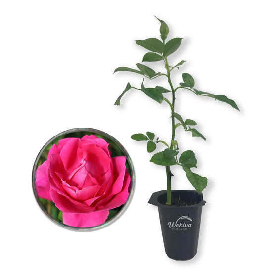 Grande Dame Rose Bush - Live Starter Plants in 2 Inch Growers Pots - Beautifully Fragrant Hybrid Tea Rose - A Versatile Beauty with a Rich Fragrance