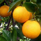 Cara Cara Navel Orange Tree - Live Plants in 1 Gallon Pots - Florida Only - Cannot Ship Out of Florida - Beautiful Fruit Tree for Patio and Garden