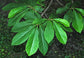 Pawpaw Tree - Live Tree in a 3 Gallon Pot - Asimina Triloba - Native Plant Tropical Fruit Bearing Tree for Your Edible Garden