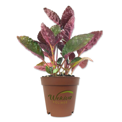 Purple Waffle Plant - Live Starter Plant in a 2 Inch Pot - Hemigraphis Alternata - Rare and Elegant Indoor Houseplant