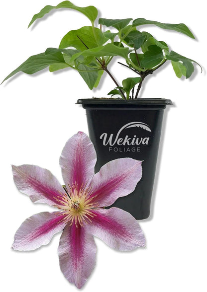 Clematis Piilu Little Duckling - Live Starter Plants in 2 Inch Growers Pots - Starter Plants Ready for The Garden - Beautiful Violet and Pink Flowering Vine