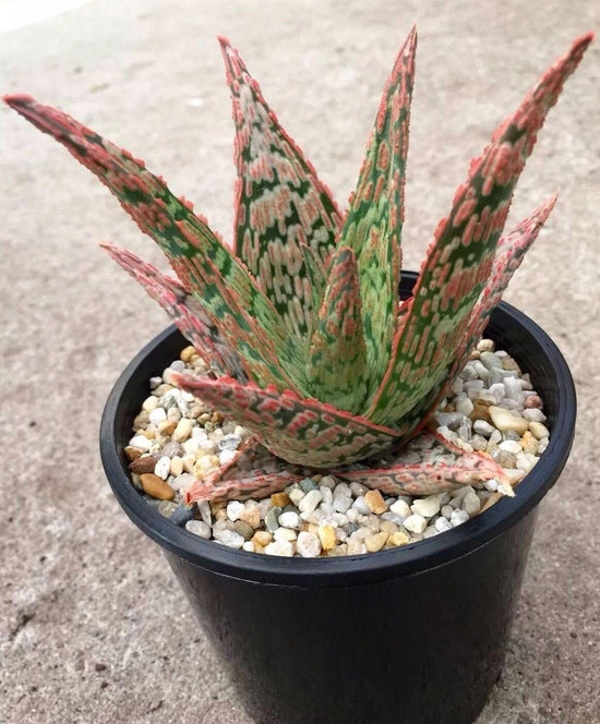 Pink Blush Aloe - Live Plants in 4 Inch Pots - Aloe &