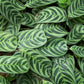 Calathea Burle Marx - Live Plant in a 6 Inch Pot - Calathea Burlemarmii - Beautiful and Elegant Indoor Houseplants from The Nursery