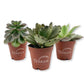 Succulent Variety Pack - 3 Live Starter Plants in 2 Inch Pots - Grower&