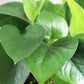 Jade Pothos - Live Plant in a 6 Inch Pot - Epipremnum Aureum &