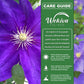 Clematis Duchess of Cornwall - Live Starter Plants in 2 Inch Growers Pots - Starter Plants Ready for The Garden - Rare Clematis for Collectors