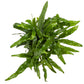 Kangaroo Paw Fern - Live Plant in a 6 Inch Grower&