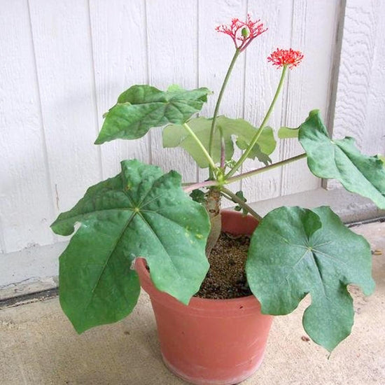 Buddha Belly Plant - Live Plants in 4 Inch Growers Pots - Jatropha Podagrica - Low Maintenance Indoor Houseplant Elegant and Exotic Tropical Succulent