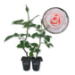 Brides Dream Rose Bush - Live Starter Plants in 2 Inch Pots - Beautifully Fragrant Hybrid Tea Rose from Florida - A Versatile Beauty with a Rich Fragrance