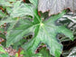 Star Begonia - Live Starter Plants in 2 Inch Pots - Begonia Heracleifolia - Extremely Rare and Beautiful Vining Indoor Houseplant - Air Purifying