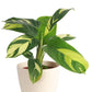 Calathea Pilosa - Live Plants in 4 Inch Growers Pots - Calathea Ctenanthe &