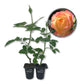 About Face Rose Bush - Live Starter Plants in 2 Inch Pots - Beautifully Fragrant Rose from Florida - A Versatile Beauty with a Rich Fragrance