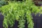 Plumosa Fern - Live Starter Plants in 4 Inch Grower&