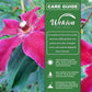 Clematis Huvi - Live Starter Plants in 2 Inch Growers Pots - Starter Plants Ready for The Garden - Beautiful Scarlet Flowering Vine