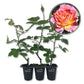 Calico Rose Bush - Live Starter Plants in 2 Inch Growers Pots - Beautifully Fragrant Heirloom Rose from Florida - A Versatile Beauty with a Rich Fragrance