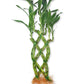 Lucky Indoor Bamboo Trellis - Live Plant - Ships Bare Root - Approx 10 Inch Tall Trellis Shaped Stalks - Air Purifying Feng-Shui Zen Garden Houseplants