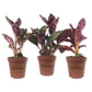 Purple Waffle Plant - Live Starter Plant in a 2 Inch Pot - Hemigraphis Alternata - Rare and Elegant Indoor Houseplant