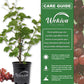 Grape Vine Plant - Live Plant in a 6 Inch Growers Pot - Variety is Grower&