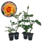 Magic Lantern Rose Bush - Live Starter Plants in 2 Inch Growers Pots - Beautifully Fragrant Grandiflora Rose - A Versatile Beauty with a Rich Fragrance