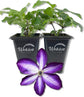 Clematis Venosa Violacea - Live Starter Plants in 2 Inch Growers Pots - Starter Plants Ready for The Garden - Rare Clematis for Collectors