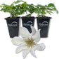 Clematis Kitty - Live Starter Plants in 2 Inch Growers Pots - Starter Plants Ready for The Garden - Rare Clematis for Collectors