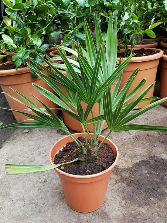 Everglades Palm - Live Starter Plants in Growers Liners - Acoelorrhaphe Wrightii - Rare Ornamental Palms of Florida