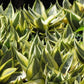 Birds Nest Snake Plant - Live Plants in 4 Inch Growers Pots - Sansevieria Trifasciata &