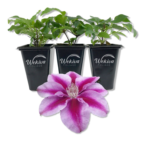 Clematis Kilian Donahue - Live Starter Plants in 2 Inch Growers Pots - Starter Plants Ready for The Garden - Rare Clematis for Collectors