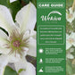 Clematis Kitty - Live Starter Plants in 2 Inch Growers Pots - Starter Plants Ready for The Garden - Rare Clematis for Collectors