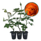 Pumpkin Patch Rose Bush - Live Starter Plants in 2 Inch Pots - Beautifully Fragrant Heirloom Rose from Florida - A Versatile Beauty with a Rich Fragrance