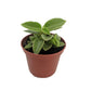 Peperomia Shining Bush - Live Plants in 4 Inch Growers Pots - Peperomia Cubensis - Rare and Elegant Indoor Houseplant