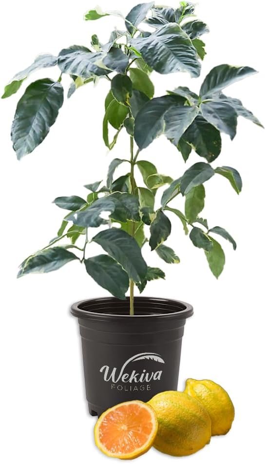 Variegated Pink Eureka Lemon Tree - Live Plants in 1 Gallon Pots - Florida Only - Cannot Ship Out of Florida - Beautiful Fruit Tree for Patio and Garden