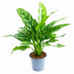 Aglaonema Maria - Live Plants in 4 Inch Growers Pots - Aglaonema Maria - Beautiful Indoor Easy Care Air Purifying Plant