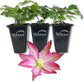 Clematis Asao - Live Starter Plants in 2 Inch Growers Pots - Starter Plants Ready for The Garden - Bold and Beautiful Flowering Vine