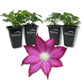 Clematis Bourbon - Live Starter Plants in 2 Inch Growers Pots - Starter Plants Ready for The Garden - Rare Clematis for Collectors