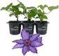 Clematis Marie Louise Jensen - Live Starter Plants in 2 Inch Growers Pots - Starter Plants Ready for The Garden - Beautiful Purple Blue Flowering Vine