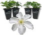 Clematis John Huxtable - Live Starter Plants in 2 Inch Growers Pots - Starter Plants Ready for The Garden - Rare Clematis for Collectors