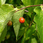 Sugarberry Tree - Live Tree in a 3 Gallon Pot - Celtis Laevigata - Native Plant Beautiful Color Changing Foliage