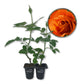 Pumpkin Patch Rose Bush - Live Starter Plants in 2 Inch Pots - Beautifully Fragrant Heirloom Rose from Florida - A Versatile Beauty with a Rich Fragrance